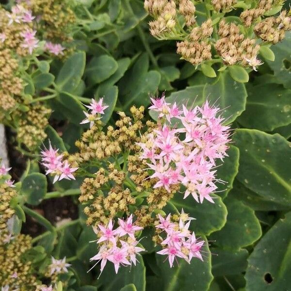 Sedum telephium Flower
