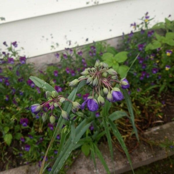 Tradescantia ohiensis Flor