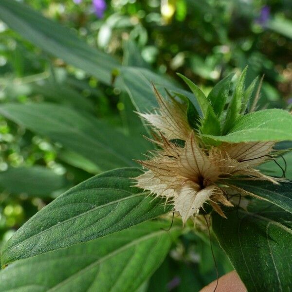 Barleria cristata Fruit