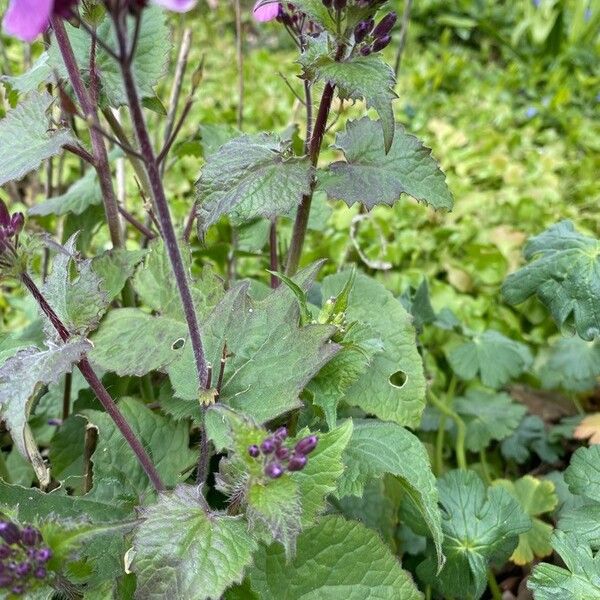 Lunaria annua পাতা