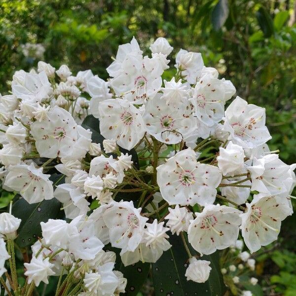 Kalmia latifolia Flors