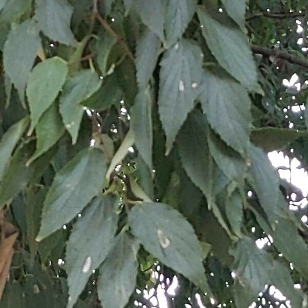 Celtis australis Leaf