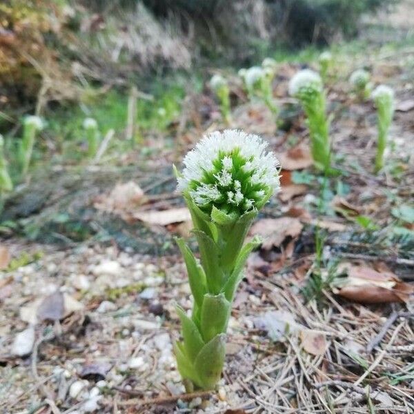 Petasites albus Flower