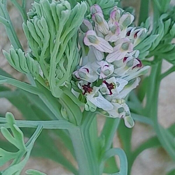 Fumaria parviflora Flower