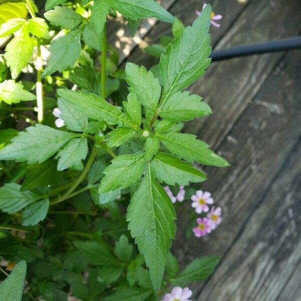 Bidens pilosa पत्ता