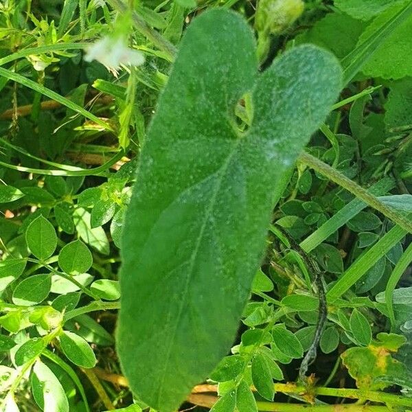 Ipomoea mombassana Blad