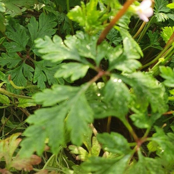 Geranium purpureum Foglia