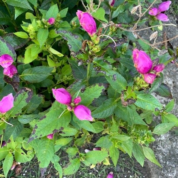 Chelone obliqua Blodyn