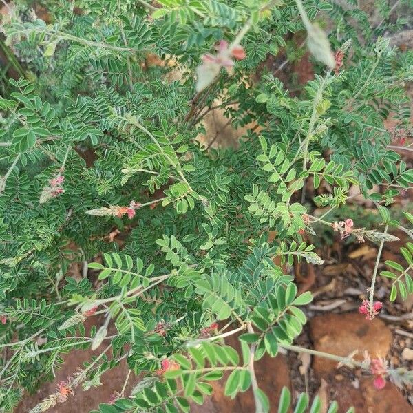 Indigofera spicata Levél