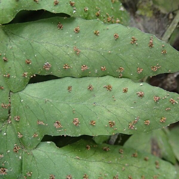 Arthropteris palisotii Blatt