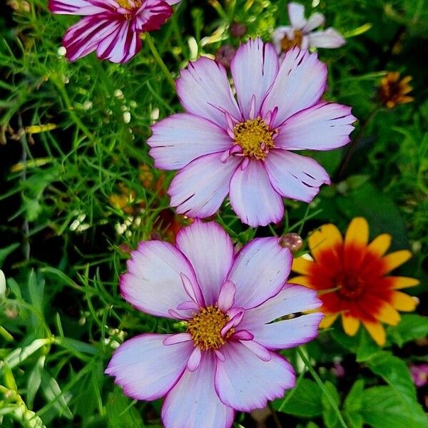 Cosmos caudatus Blomma