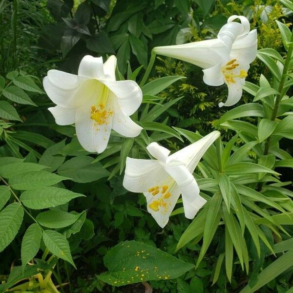 Lilium longiflorum Flower