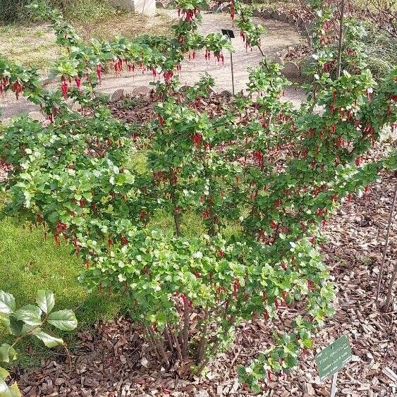 Ribes speciosum Habitus