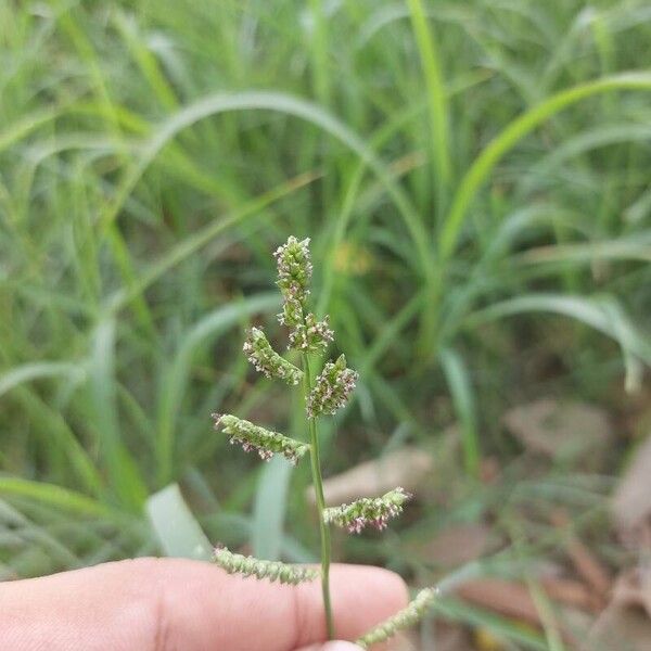 Echinochloa colonum Kvet