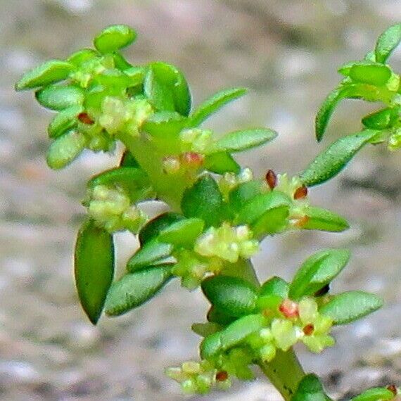 Pilea microphylla Flower