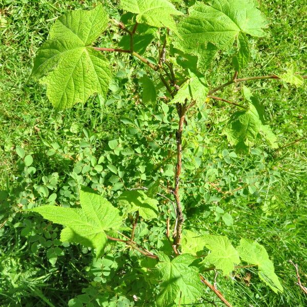 Rubus odoratus Foglia