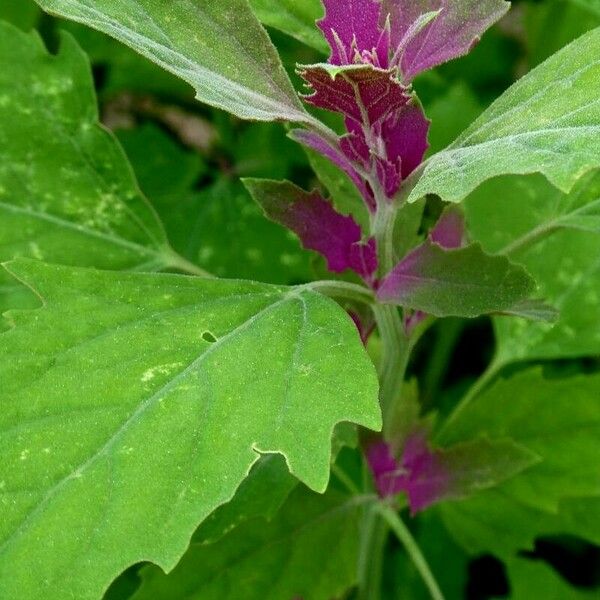 Chenopodium giganteum List