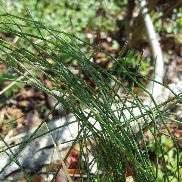 Equisetum variegatum Leaf