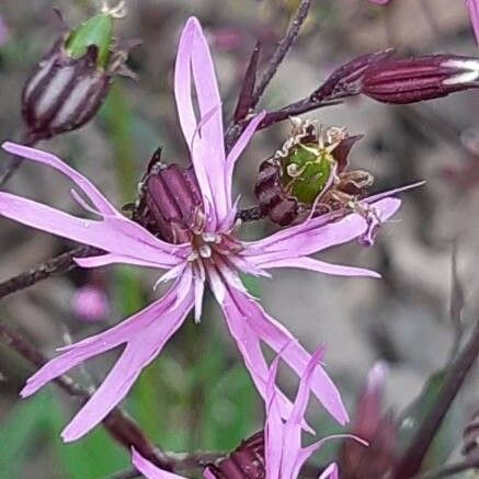 Lychnis flos-cuculi Flower