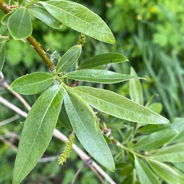 Salix × fragilis Hoja