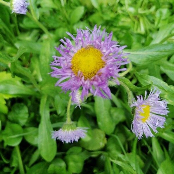 Erigeron glabellus Цветок