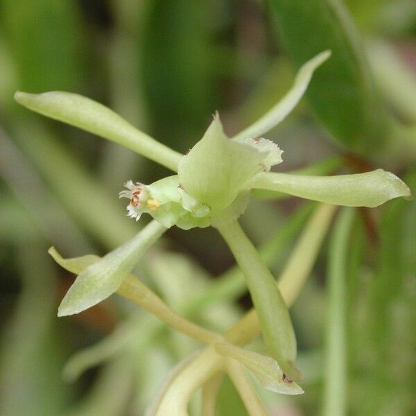 Epidendrum chlorocorymbos Flower