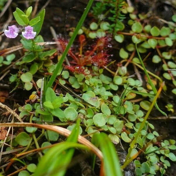 Scutellaria minor Хабит