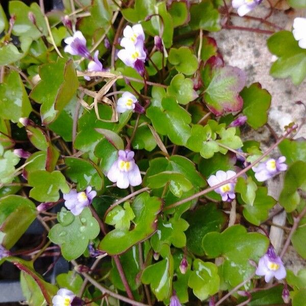 Cymbalaria muralis Bloem