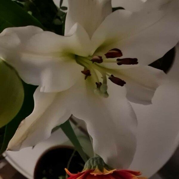 Lilium candidum Kvet