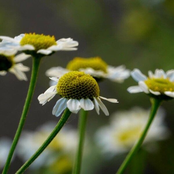 Tanacetum parthenium Кветка