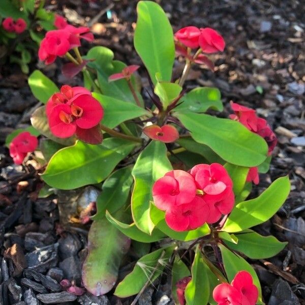 Euphorbia milii Blomst