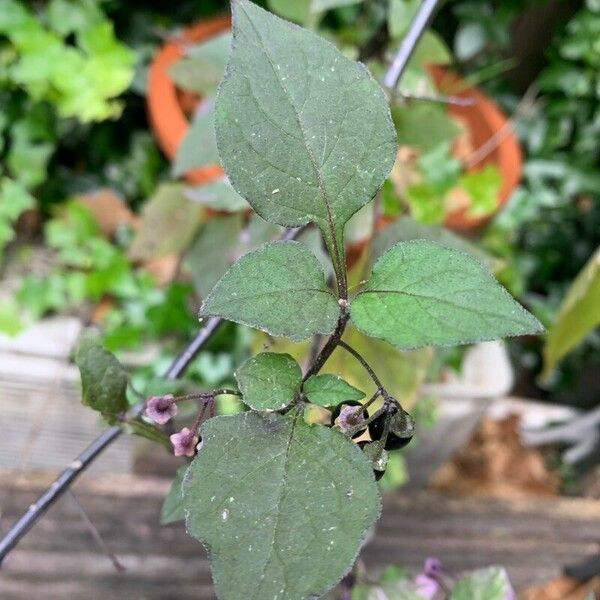 Solanum nigrum List