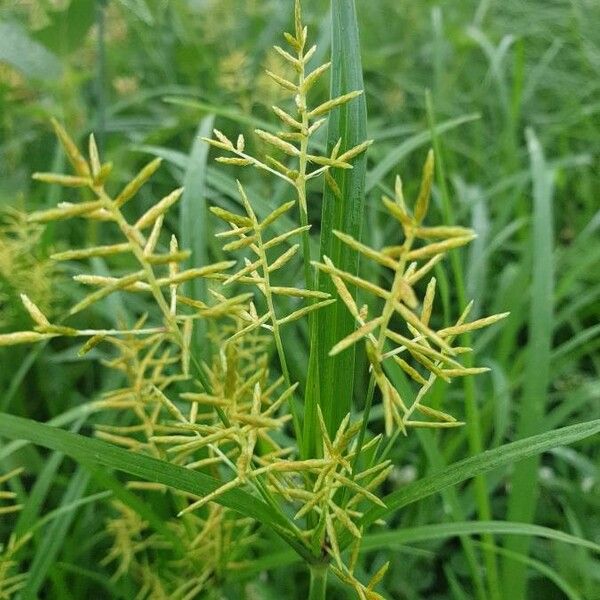 Cyperus esculentus Flor