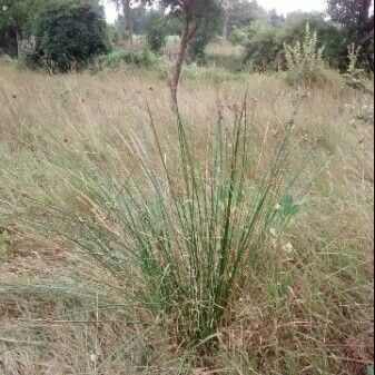 Juncus effusus Staniste