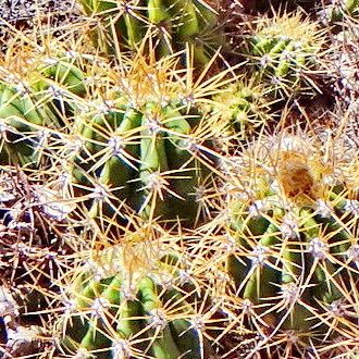 Soehrensia candicans Blad