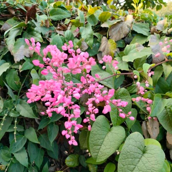 Antigonon leptopus Floro