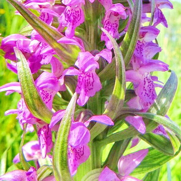 Dactylorhiza incarnata Blomst