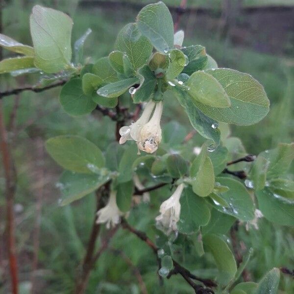 Lonicera caerulea Λουλούδι