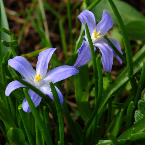 Scilla forbesii Flower