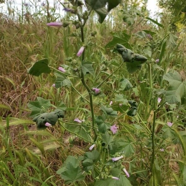 Malva multiflora Floare