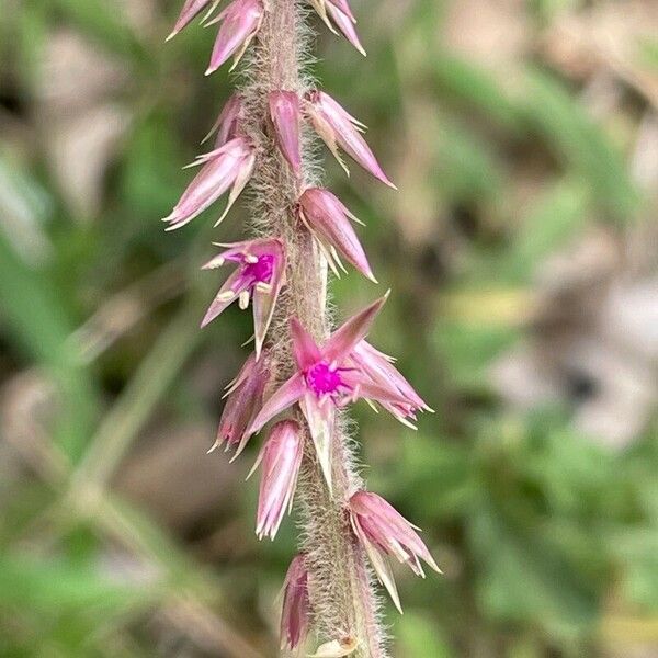 Achyranthes aspera Flor