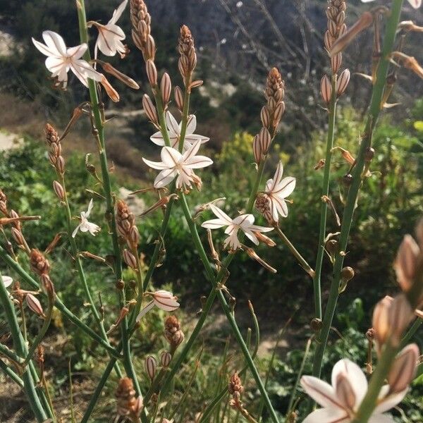 Asphodelus fistulosus Flower