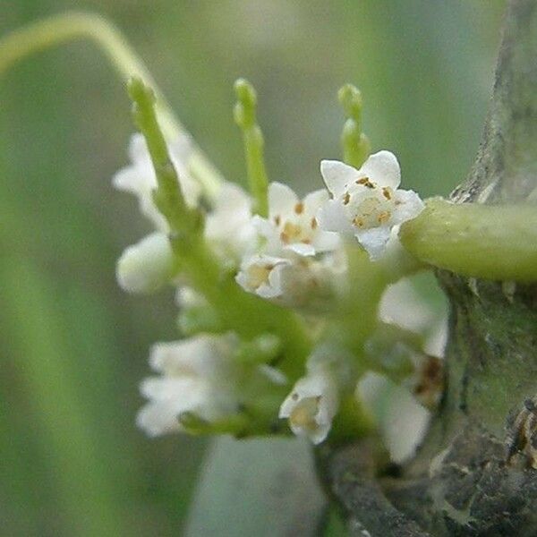 Cuscuta indecora Цветок