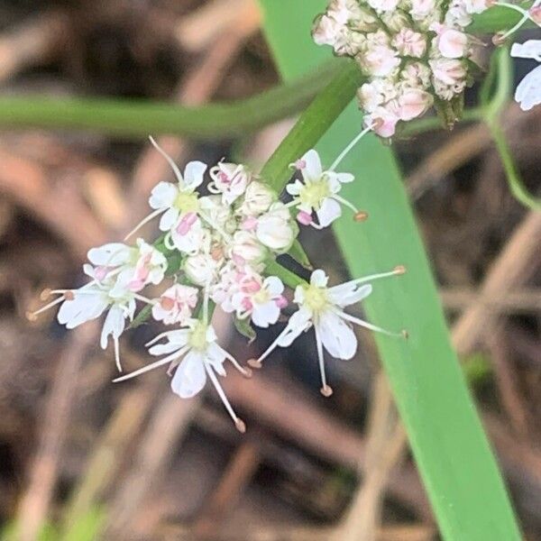 Oenanthe globulosa Flor