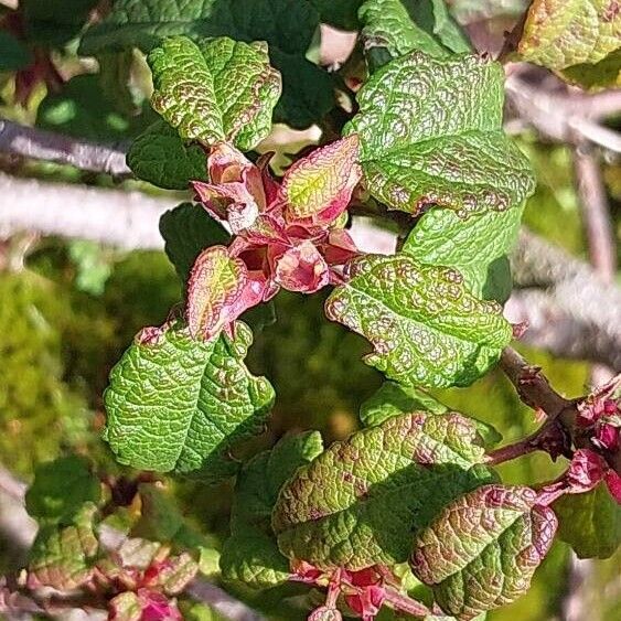 Cistus monspeliensis Leaf