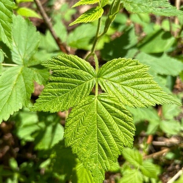 Rubus occidentalis ᱥᱟᱠᱟᱢ