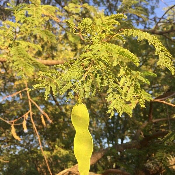 Albizia harveyi Fruit