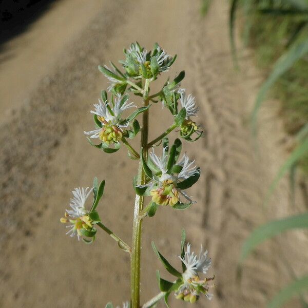 Reseda phyteuma Kvet