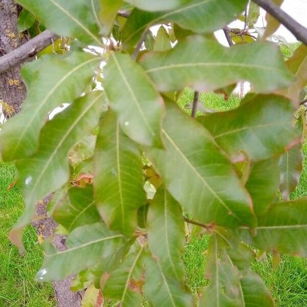 Quercus imbricaria 叶