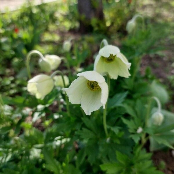 Anemonoides sylvestris Flower